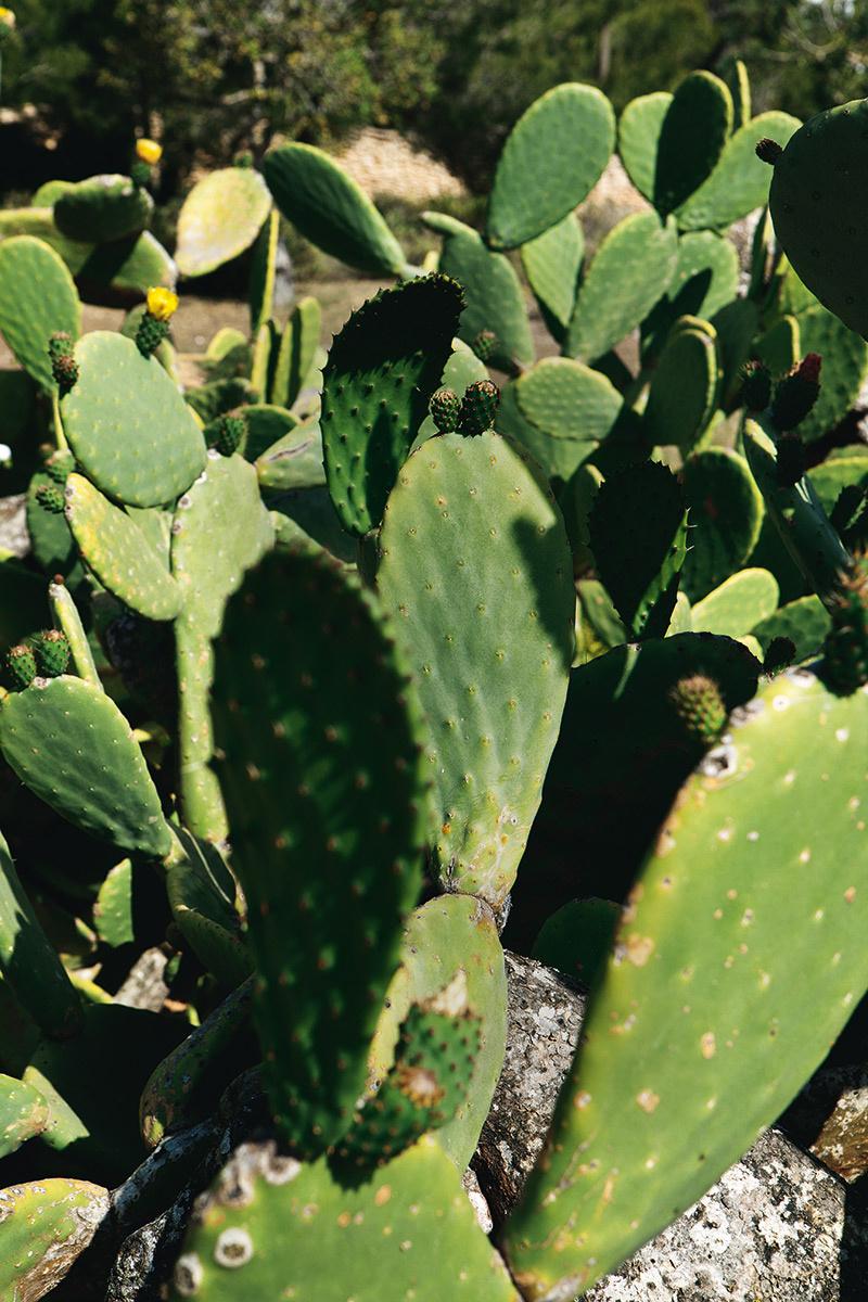 cactus,verde